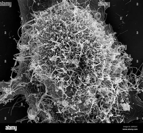 Vero Cell Culture Black And White Stock Photos And Images Alamy