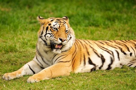 Bengal Tigers Stock Image Colourbox