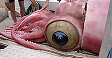 Colossal Squid On Deck Showing Gigantic Eye The Largest Eye In The