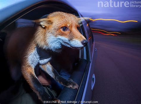 Nature Picture Library Domesticated Red Fox Vulpes Vulpes Travels In