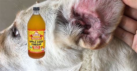 Did You Know That You Can Use Apple Cider Vinegar For Dogs Well You