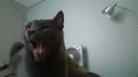 고양이 산이의 하품 소리 Cats Yawning Youtube