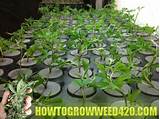 Pictures of Marijuana Growing Medium