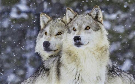 Beautiful Wolves In Winter Snowstorm