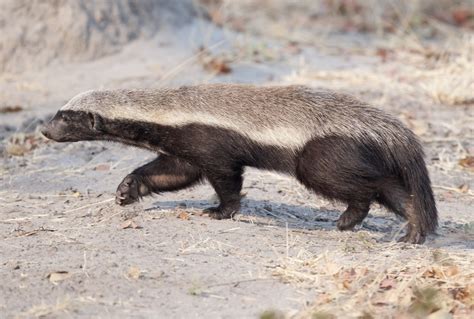 Honey Badgers The Fearless Guardians Of The Wild Nature Blog Network