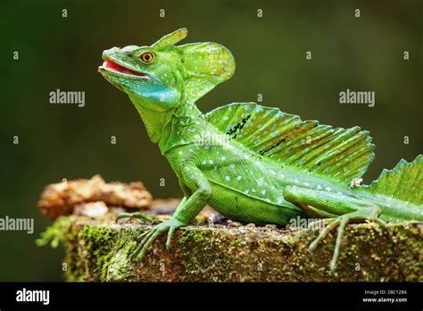 Animal Basilisk Hi Res Stock Photography And Images Alamy