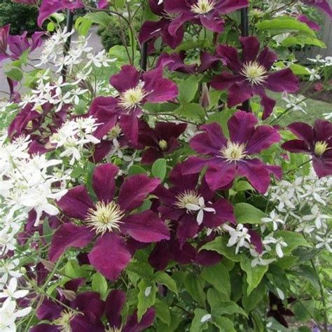 Check spelling or type a new query. Clematis Warszawska Nike online kaufen | ClematisOnline.de