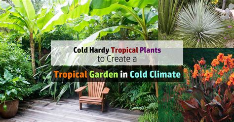 14 Cold Hardy Tropical Plants To Create A Tropical Garden In Cold