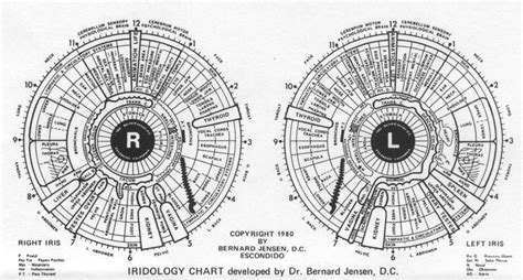 Iridology Chart Au