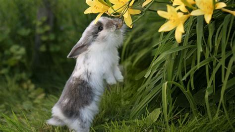 Cute White And Black Rabbit Is Biting Yellow Flower Standing On Green