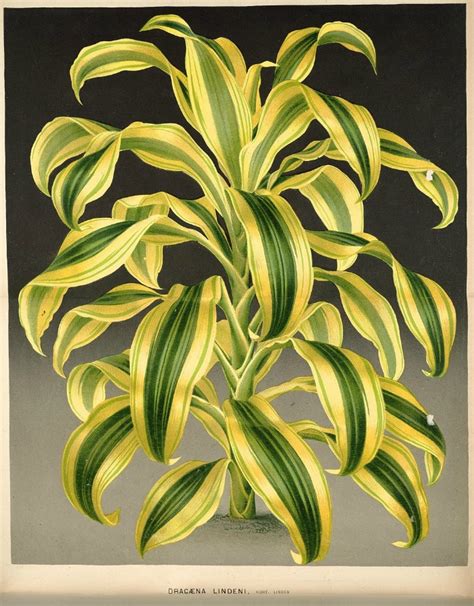 Corn plant flowers grow directly from the stem known as a ti tree. Growing Dracaena Fragrans - How to Grow Corn Plants