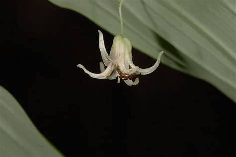 Clasping Twisted Stalk Streptopus Amplexifolius