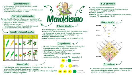 Mapa Mental Mendelismo 1° Lei Mendel E 2° Lei De Mendel Res Academy