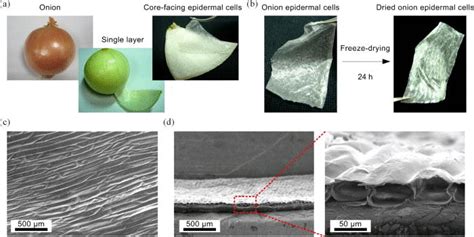 Schematic Of The Onion Epidermal Cells A Obtaining The Onion