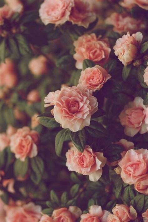 See more ideas about iphone wallpaper, floral iphone, flower wallpaper. pinterest// @joyful_grace | Tumblr flower, Red roses wallpaper, Iphone wallpaper vintage