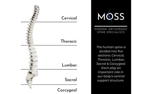 Spine Anatomy 101 Modern Orthopedic Spine Specialists