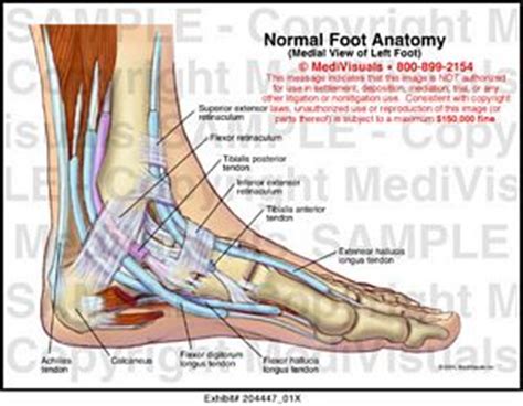 The gastrocnemius is one of the muscles that does most of the work. Medivisuals Normal Foot Anatomy Medical Illustration