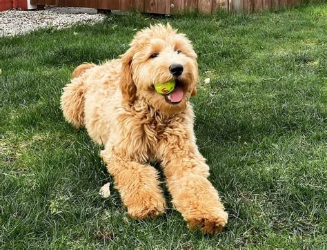 Goldendoodle Price How Much Will You Pay For A Goldendoodle Puppy