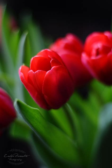 Red Tulips Null Flowers Photography Beautiful Beautiful Flowers