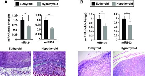 reduced mir 424 and mir 503 expression in tumor xenografts developed in download scientific