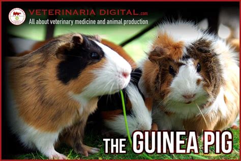 The Guinea Pigs History And Development Of Current Breeds