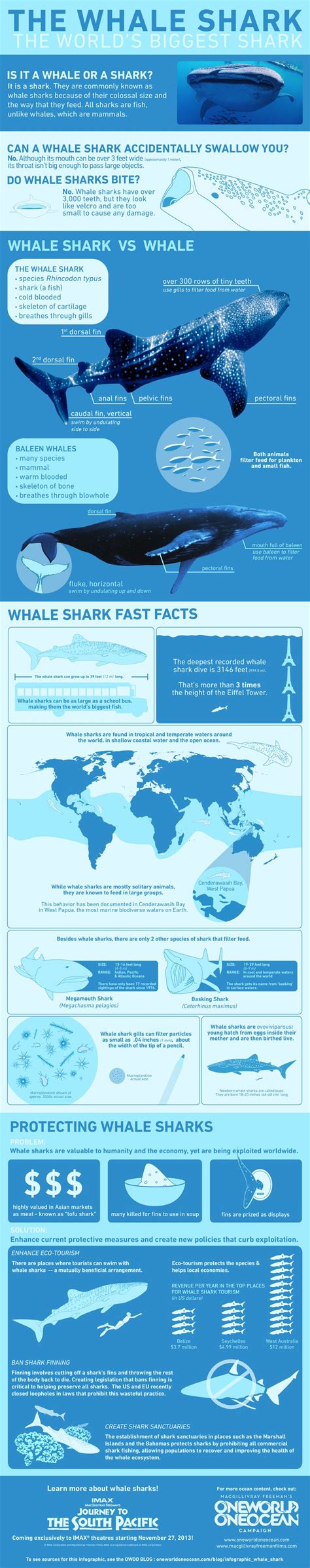 Infographic Whale Shark Whale Shark Shark Shark Week