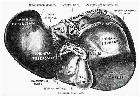 The liver anatomy functions and diseases. Human Liver Diagram Drawing by Granger