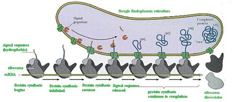 The smooth er is a continuous extension of the rough er. RER - 20 June 2011 - BioInformatics Pakistan