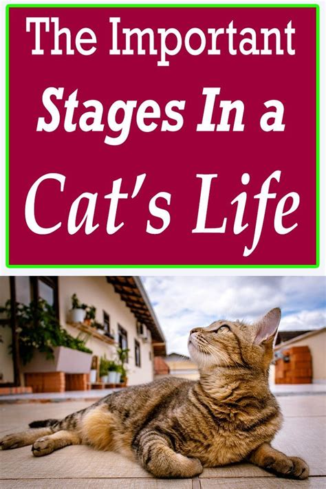 Beyond this, your cat ages approximately four cat years for every human year. How Fast Will Your Cat Will Grow - The Important Stages In ...
