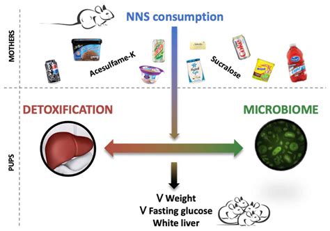 Maternal Exposure To Nonnutritive Sweeteners Impacts Progenys
