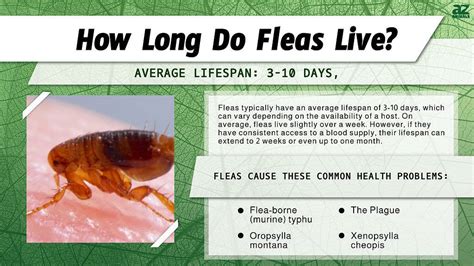 Flea Lifespan How Long Do Fleas Live A Z Animals
