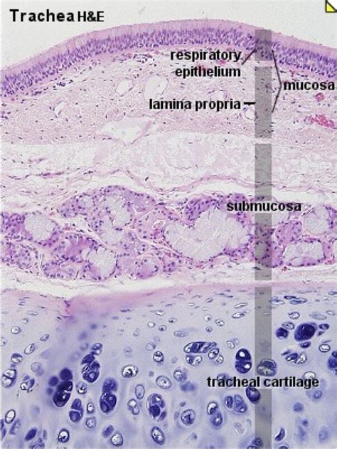 Pin On Histology Respiratory