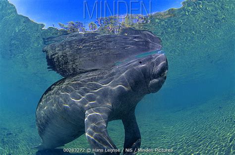 West Indian Manatee Stock Photo Minden Pictures