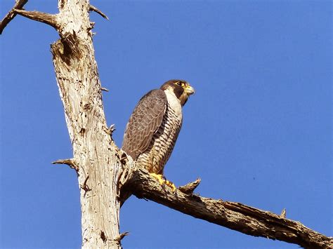 Cannon Beach Birder: Peregrine Falcon