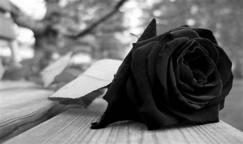 Check spelling or type a new query. Black Rose Wallpapers Images Photos Pictures Backgrounds