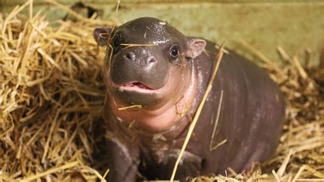 Adorable Baby Pygmy Hippo Born Youtube