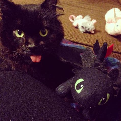 10 Black Cats That Are Actually Toothless In Disguise Bored Panda