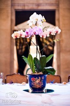 Orchid Potted Orchid Centerpiece Wedding Centerpieces Orchid Wedding