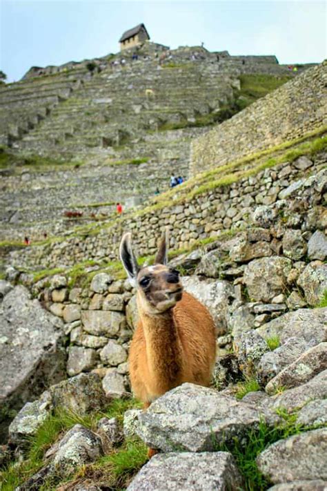 Machu Picchu Four Day Adventure Trek Four Worn Soles