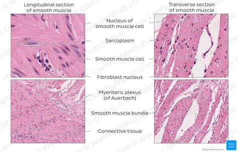 In a motor unit the motor neuron branches to form neuromuscular. Smooth muscle: Structure, function, location | Kenhub