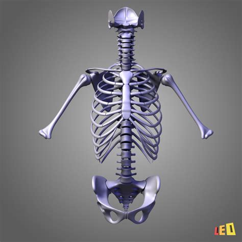 Torso Muscles Anatomy Human Torso Skeleton With Muscles Veins And