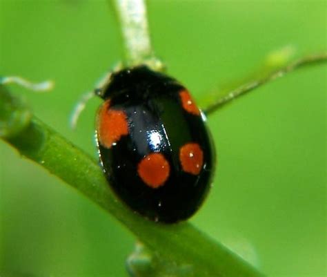 Black Ladybug Id Adalia Bipunctata Bugguidenet