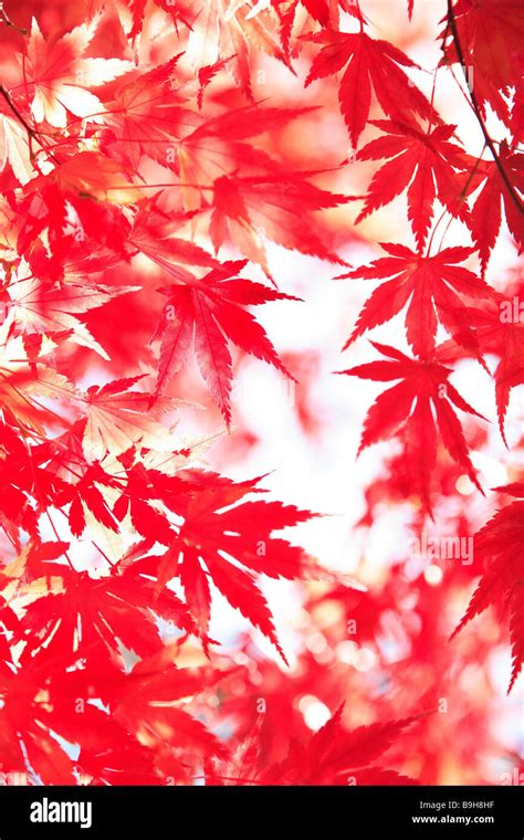 Japanese Maple Detail Leaves Red Nature Vegetation Botany Plant Tree