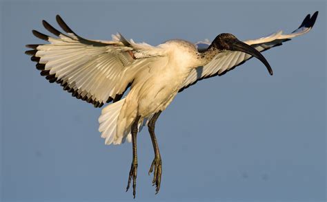 African Sacred Ibis Threskiornis Aethiopicus Photographed By Ian