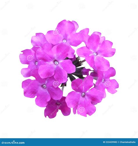 Flower Isolated On White Background Stock Image Image Of Isolate