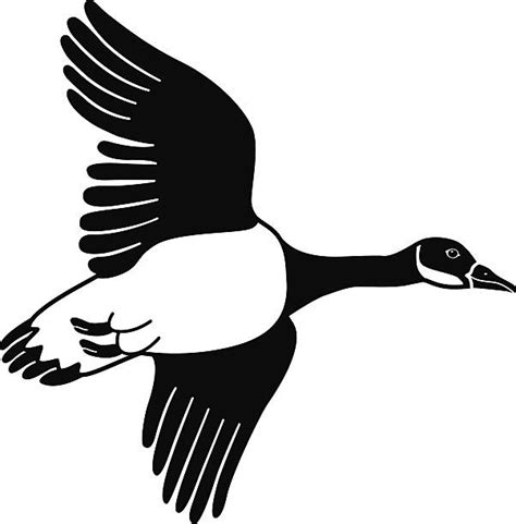 Canadian Geese Flying Illustrations Royalty Free Vector Graphics