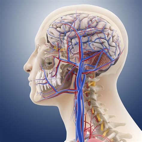 Head And Neck Anatomy Artwork 9 Photograph By Science Photo Library