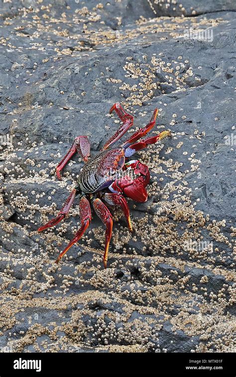 Atlantic Rock Crab Grapsus Adscensionis Adult On Rock Desertas