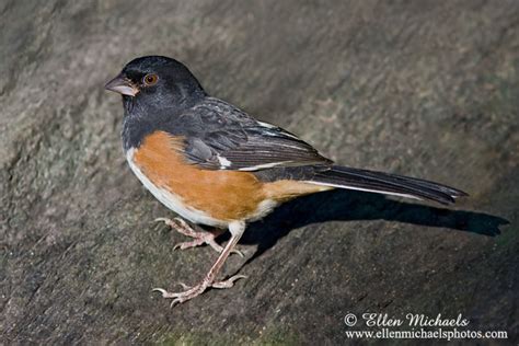 Eastern Towhee