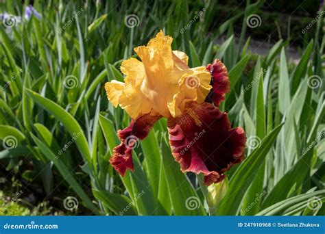 Bearded Iris Cultivar With Yellow Maroon Flowers Stock Photo Image Of